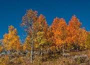 Orange Aspens 7510 - Copy